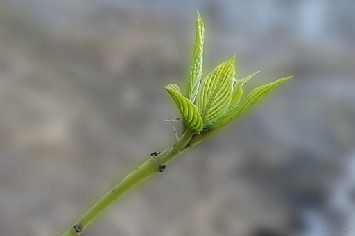 2024-03-20/OursDePyrene
OursDePyrene [Flore et Botanique]
