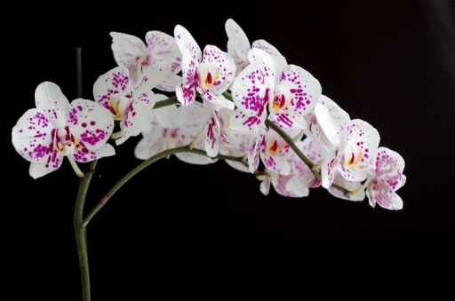 2013-05-29 / torr penn
torr penn [Fleurs]
