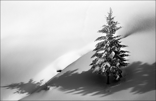 2013-02-27/genepi
genepi [noir et blanc, sepia et desaturation partielle]
