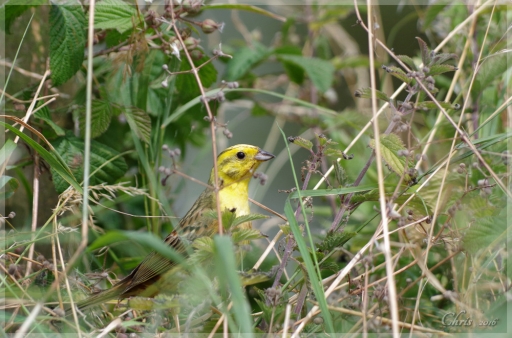 2017-01-18 / ChrisK3076
ChrisK3076 [Faune sauvage]
