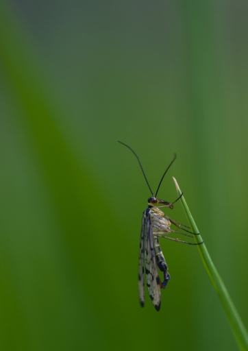 2021-04-20/Mickmac
Mickmac [Macro et proxiphotographie nature]
