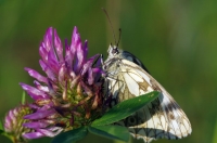 Nom du fichier=14062106244013423112334503.jpg
Taille du fichier=137Ko
Dimensions : 1024x678
Ajouté le : 21 Juin 2014 14062106244013423112334503.jpg