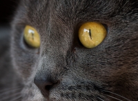 Nom du fichier=151110094731718651.jpg
Taille du fichier=327Ko
Dimensions : 1024x757
Ajouté le : 10 Novembre 2015 151110094731718651.jpg