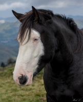 Nom du fichier=161101111555777424.jpg
Taille du fichier=260Ko
Dimensions : 624x768
Ajouté le : 01 Novembre 2016 161101111555777424.jpg