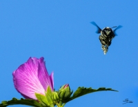 Nom du fichier=17042509285919148415000307.jpg
Taille du fichier=330Ko
Dimensions : 1024x803
Ajouté le : 25 Avril 2017 17042509285919148415000307.jpg