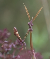 Nom du fichier=17050107152613410715014200.jpg
Taille du fichier=347Ko
Dimensions : 876x1024
Ajouté le : 01 Mai 2017 17050107152613410715014200.jpg