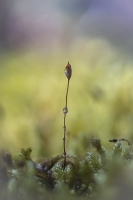 Nom du fichier=22020805352024958917787242.jpg
Taille du fichier=349Ko
Dimensions : 801x1200
Ajouté le : 08 Février 2022 22020805352024958917787242.jpg