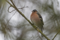 Nom du fichier=22030107182824454617815582.jpg
Taille du fichier=298Ko
Dimensions : 1280x853
Ajouté le : 01 Mars 2022 22030107182824454617815582.jpg