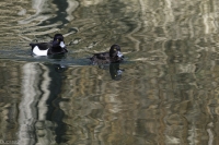 Nom du fichier=22030906424021144417823444.jpg
Taille du fichier=256Ko
Dimensions : 1000x667
Ajouté le : 09 Mars 2022 22030906424021144417823444.jpg