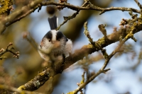 Nom du fichier=22031506291424454617830439.jpg
Taille du fichier=361Ko
Dimensions : 1280x853
Ajouté le : 15 Mars 2022 22031506291424454617830439.jpg