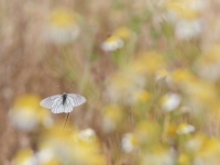 Nom du fichier=23051407052626454818177548.jpg
Taille du fichier=485Ko
Dimensions : 1280x966
Ajouté le : 16 Mai 2023 23051407052626454818177548.jpg