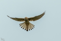 Nom du fichier=34279766761_e00aeb1402_o.jpg
Taille du fichier=325Ko
Dimensions : 1024x682
Ajouté le : 02 Mai 2017 34279766761_e00aeb1402_o.jpg