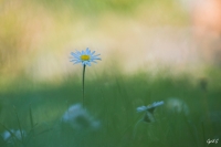 Nom du fichier=50042091616_5e2aef9102_o.jpg
Taille du fichier=360Ko
Dimensions : 1200x798
Ajouté le : 26 Juin 2020 50042091616_5e2aef9102_o.jpg