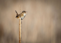 Nom du fichier=52079063335_724a49612e_o.jpg
Taille du fichier=237Ko
Dimensions : 1250x893
Ajouté le : 20 Mai 2022 52079063335_724a49612e_o.jpg