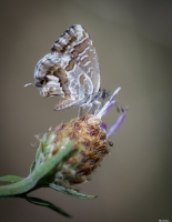 Nom du fichier=J7EPo.jpg
Taille du fichier=371Ko
Dimensions : 777x999
Ajouté le : 27 Octobre 2020 J7EPo.jpg