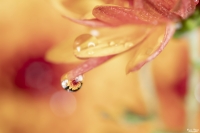 Nom du fichier=_IMG5465_.jpg
Taille du fichier=389Ko
Dimensions : 1280x853
Ajouté le : 10 Novembre 2020 _IMG5465_.jpg