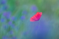 Nom du fichier=fleur_25.jpg
Taille du fichier=157Ko
Dimensions : 1024x681
Ajouté le : 09 Juillet 2019 fleur_25.jpg