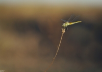 Nom du fichier=imgp0117.jpg
Taille du fichier=246Ko
Dimensions : 1024x732
Ajouté le : 30 Janvier 2018 imgp0117.jpg