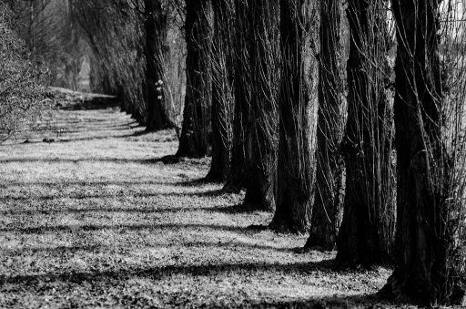 2013-02-19 / tchwouing
tchwouing [ Noir et Blanc, Sepia et desaturation partielle ]
