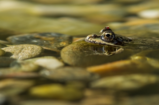 2013-09-02 / tchwouing
tchwouing [ Faune sauvage ]
