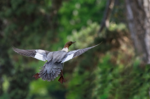 2018-07-14 / ASM
ASM [Faune sauvage] 
