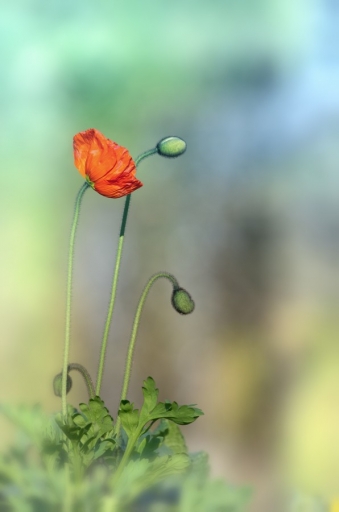 2014-03-08 / olilignan
olilignan [ Fleurs ]
