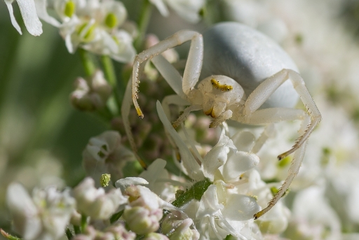 2014-05-19 / neosilencers
neosilencers [ Macro et proxi-photo ] 
