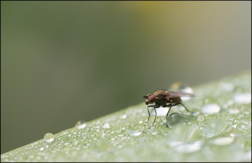 2014-05-31 / Mickmac
Mickmac [ Macro et proxi-photo ]
