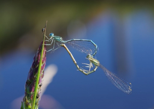 2014-07-07 / papy57
papy57 [ Macro et proxi-photo ]
