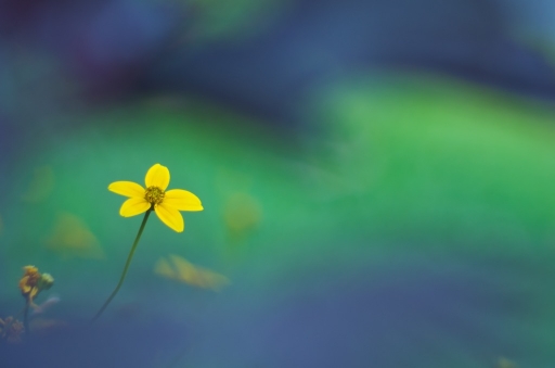 2016-09-15 /  olilignan
Par olilignan dans [Flore et Botanique]
