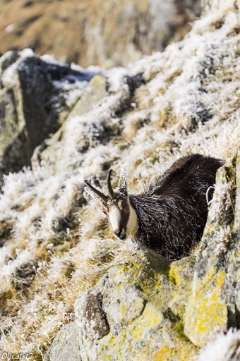 2016-11-29 / ducatst2
ducatst2 dans [Faune sauvage]
