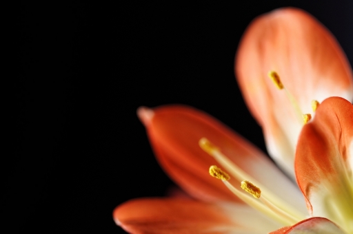 2014-03-01 / Giom
Giom [ Macro et proxi-photo ]
