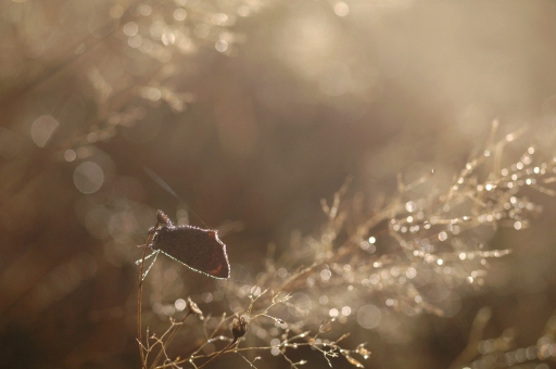 2018-10-06 / Papy57
Papy57 [Macro et proxiphotographie nature]
