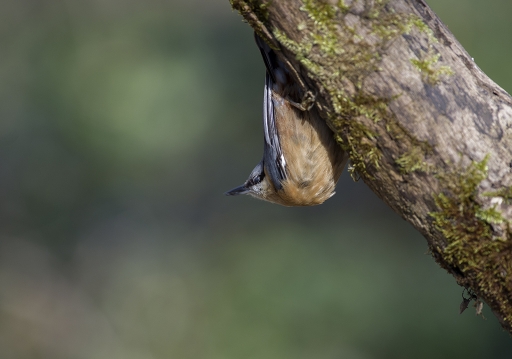 2014-02-13 / Mathieu
Mathieu [ Faune sauvage ]
