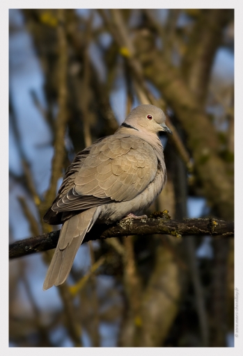 2013-03-05 / randos74
randos74 [ Faune sauvage ]
