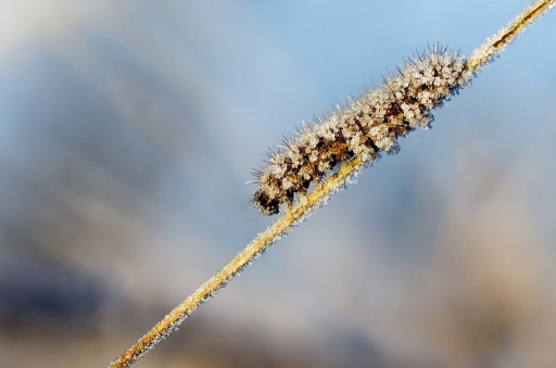 2013-01-8 / olilignan
olilignan  [Macro et proxy-photo]
