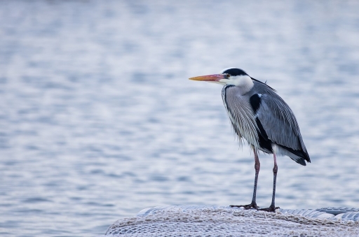 2013-02-10 / olilignan
olilignan [ Faune sauvage ]
