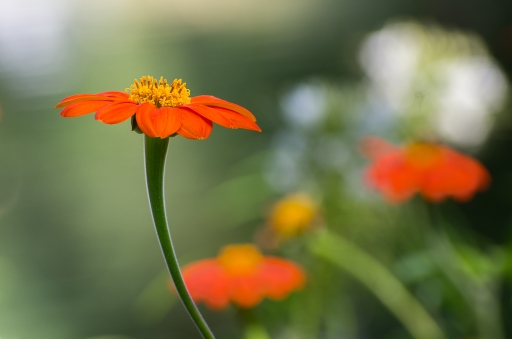 2013-09-20 / Mickmac
miczfr [ Fleurs ]
