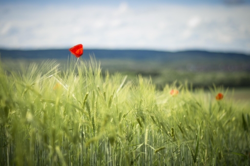 2013-05-10 /Jeremy67
Jeremy67 [ Arbres / Forets / Vegetation]
