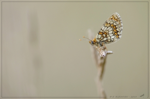 2014-09-08 / torr penn
torr penn [ Macro et proxi-photo ]
