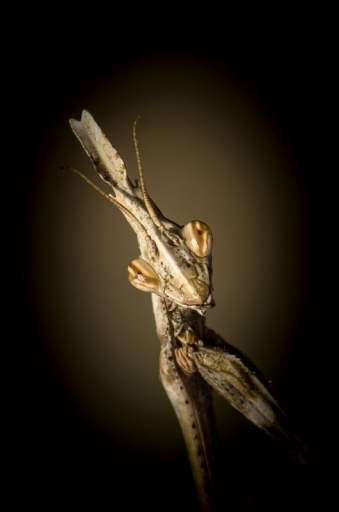 2013-10-11 / olilignan 
olilignan "Vignetage"
