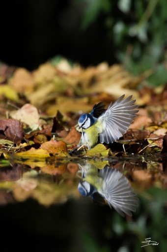 2017-01-21 / raptor.dst
raptor.dst [Faune sauvage]
