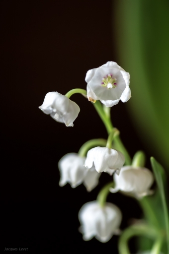 2017-05-06 / Pech_les oies
Pech_les oies [Flore et Botanique]
