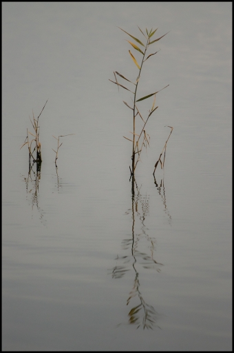 2017-11-04 / Mickmac
Mickmac [Flore et Botanique]
