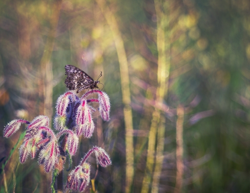 2018-04-27 / olilignan
olilignan "Diane de Lignan"
