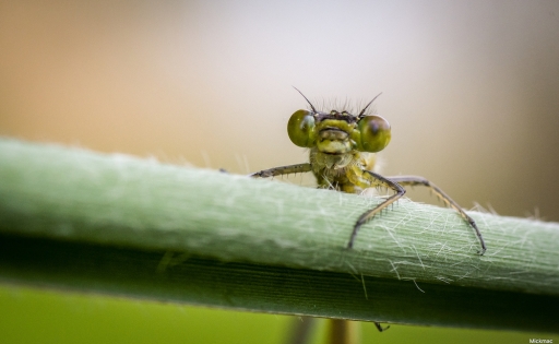 2018-05-04 / Mickmac
Mickmac [Macro et proxiphotographie nature]
