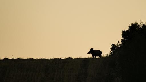 2018-07-27 / ASM
ASM [Faune sauvage]
