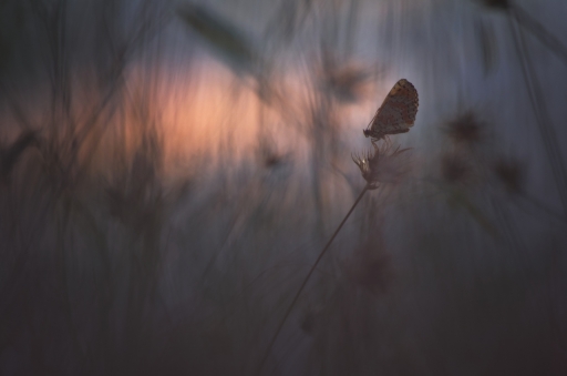 2018-08-25 / donlope01
donlope01 [Macro et proxiphotographie nature]
