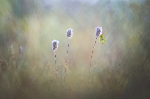 2018-09-11 / donlope01
donlope01 [Macro et proxiphotographie nature]
