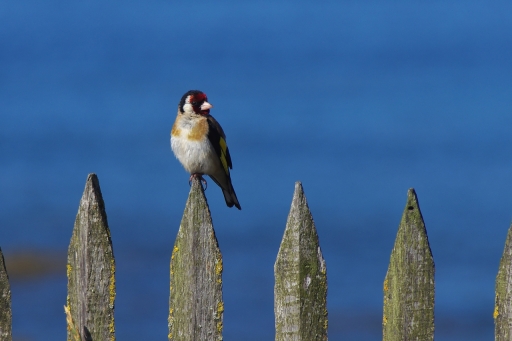 2018-09-14 / papa
papa [Faune sauvage]
